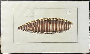 Flounder - Pleuronectes Zebra