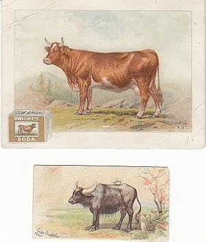 Chromolithograph of A Simmenthal Cow - Advertising for Dwight's "Cow Brand" Soda / Also a Chromol...