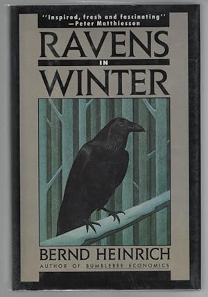 Ravens in Winter