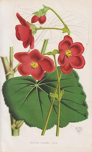 Bild des Verkufers fr "Begonia Clarkei" - Begonie / flower Blume Blumen flowers / botanical Botanik Botany zum Verkauf von Antiquariat Steffen Vlkel GmbH