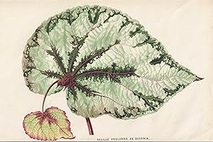 Bild des Verkufers fr Feuille Prolifere De Begonia" - Begonie Begonia / flower Blume Blumen flowers / botanical Botanik Botany zum Verkauf von Antiquariat Steffen Vlkel GmbH