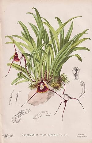 Seller image for Masdevallia Troglodytes" - Orchidee orchid / Kolumbien Colombia / Blumen flower Blume / botanical Botanik Botany for sale by Antiquariat Steffen Vlkel GmbH