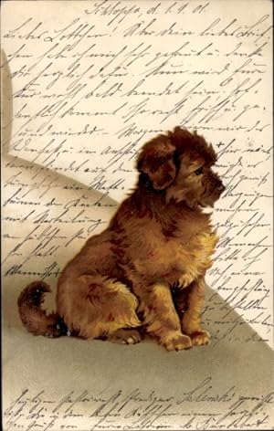 Litho Brauner Hund, Welpe, Tierportrait