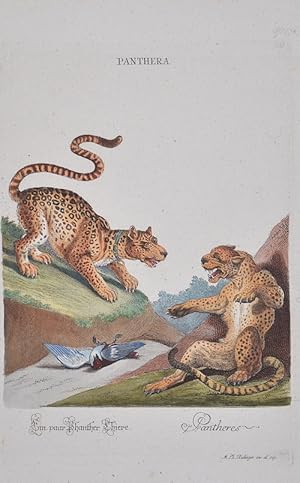 Seller image for Panthera. / Ein paar Phanther Thiere. for sale by Antique Sommer& Sapunaru KG