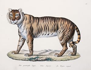Bild des Verkufers fr Der gestreifte Tiger. Felis Tigris. Le Tigre royal. zum Verkauf von Antique Sommer& Sapunaru KG