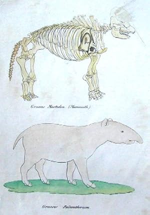 Bild des Verkufers fr Grosses Mastodon ( Mammuth) / Grosses Palaeotherium zum Verkauf von Antique Sommer& Sapunaru KG