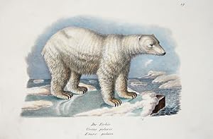 Bild des Verkufers fr Der Eisbr. Ursus polaris. L'ours polaire. zum Verkauf von Antique Sommer& Sapunaru KG