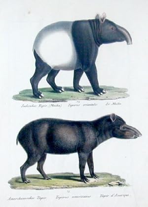 Bild des Verkufers fr Indischer Tapir, Amerikanischer Tapir zum Verkauf von Antique Sommer& Sapunaru KG
