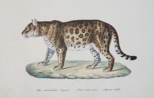 Bild des Verkufers fr Der mnnliche Jaguar. Felis onca, mas. Jaguar male. zum Verkauf von Antique Sommer& Sapunaru KG