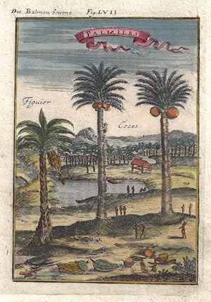 Bild des Verkufers fr Die Balmenbeume / Fig. LVII / Palmiers zum Verkauf von Antique Sommer& Sapunaru KG