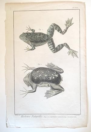 18th c. Frog and Toad Copperplate Engraving, Martinet