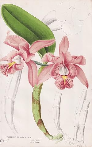 "Cattleya Dolosa" - Orchidee orchid / Brasil Brazil Brasilien / Blumen flower Blume flowers / Bot...