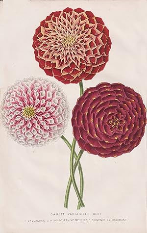 "Dahlia Variabilis" - Dahlien Dahlie / flower Blume Blumen flowers / botanical Botanik Botany