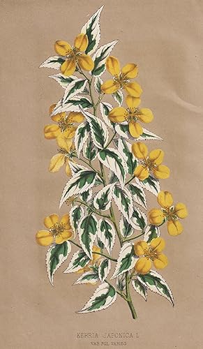 "Kerria Japonica" - Kerrie Japanisches Goldröschen Ranunkelstrauch / Japan / flower Blume Blumen ...