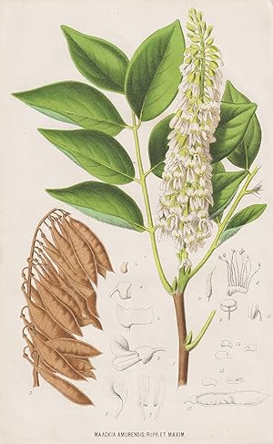 "Maackia Amurensis" - Gelbholz / flower Blume Blumen flowers / botanical Botanik Botany