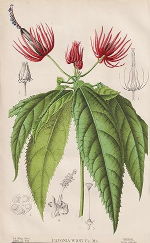 "Pavonia Wioti" - Brazil Brasil Brasilien / flower Blume Blumen flowers / botanical Botanik Botany