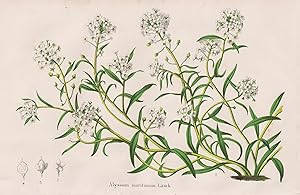 "Alyssum maritimum" - Strand-Silberkraut sweet alison Steinkraut Duftsteinrich / flower Blume Blu...