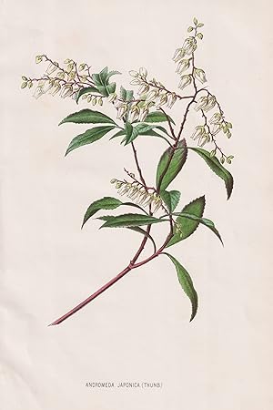 "Andromeda Japonica" - Rosmarinheide bog-rosemary / Japan / flower Blume Blumen / botanical Botan...