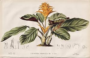 "Calathea Crocata" - Safran-Korbmarante / Brazil Brasil Brasilien / flower Blume Blumen flowers /...