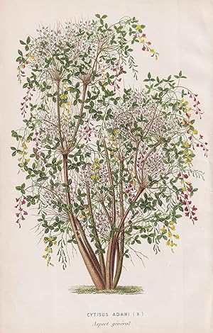 "Cytisus Adami"- Goldregen Geißklee / flower Blume Blumen flowers / botanical Botanik Botany