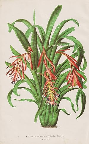"Billbergia Vittata"- Bromelien / flower Blume Blumen flowers / botanical Botanik Botany