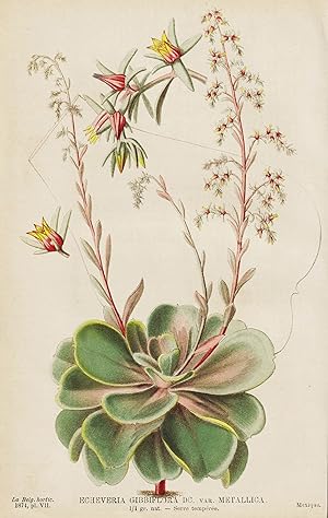"Echeveria Gibbiflora var. Metallica" - Echeverien / Mexico Mexiko America Amerika / flower Blume...