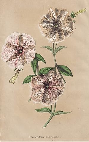 "Petunia Violacea" - Petunien / Argentina Argentinien / Blumen flower Blume flowers / Botanik bot...
