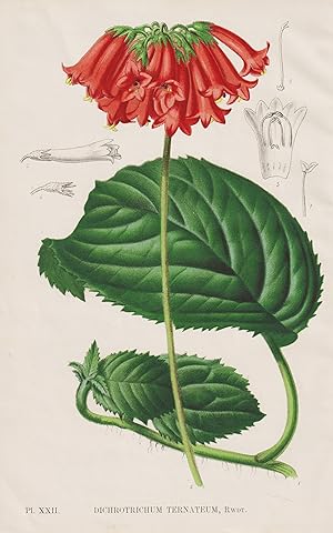 "Dichrotrichum Ternateum" - Papua New Guinea / flower Blume Blumen / botanical Botanik Botany