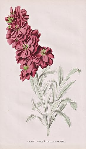 "Giroflee Double a Feuilles Panachees" - Levkojen stock Matthiola Mauerblümchen / Blumen flower B...