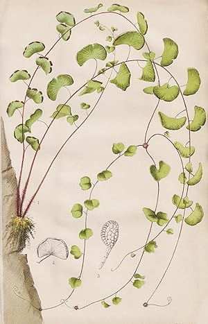 (Adiantum Lunulatum) - Frauenhaarfarn Farn Farne fern / Blumen flower Blume flowers / Botanik bot...