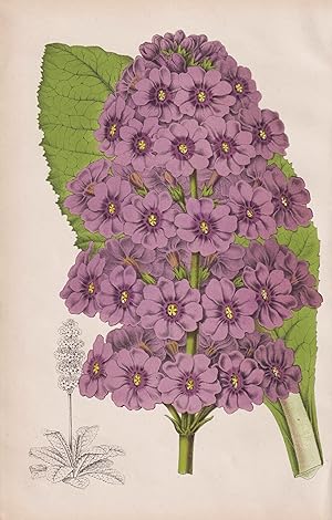 (Primula Japonica) - Japan / Primel primrose / flower Blume Blumen flowers / botanical Botanik Bo...
