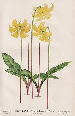 "Erythronium Grandiflorum" - Großblütiger Hundszahn yellow avalanche lily / Rocky Mountains / Blu...