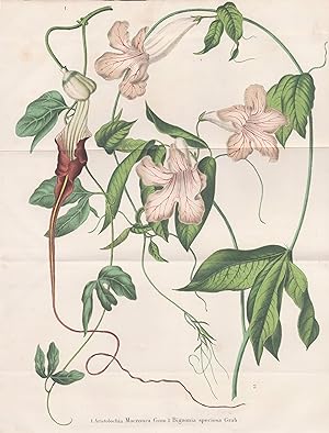"Aristolochia Macroura" - Pfeifenblumen pipevine Pfeifenwinden / flower Blume Blumen flowers / bo...
