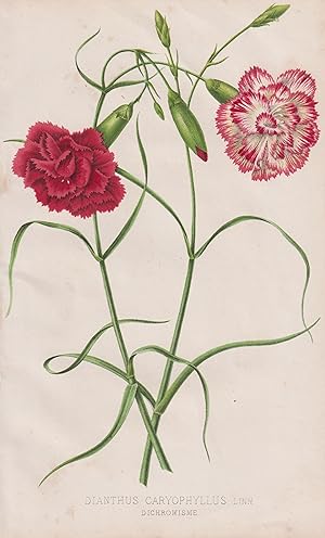 "Dianthus Caryophyllus" - Landnelke Nelke carnation clove pink / flower Blume Blumen flowers / bo...