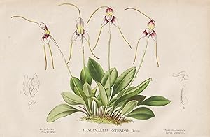Seller image for Masdevallia Estradae" - Orchidee orchid / South America Sdamerika / flower Blume Blumen flowers / botanical Botanik Botany for sale by Antiquariat Steffen Vlkel GmbH