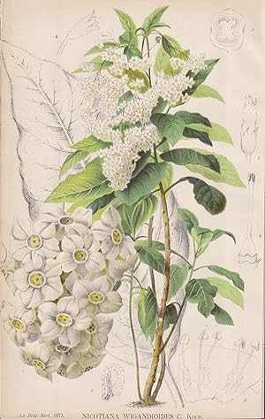 "Nicotiana wigandiodes" - tobacco Tabak / Blumen flower Blume flowers / botanical Botanik Botany