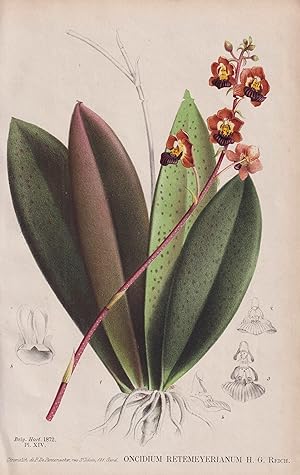 "Oncidium Retemeyerianum" - Orchidee Orchid / Mexico Mexiko / flower Blume Blumen flowers / botan...