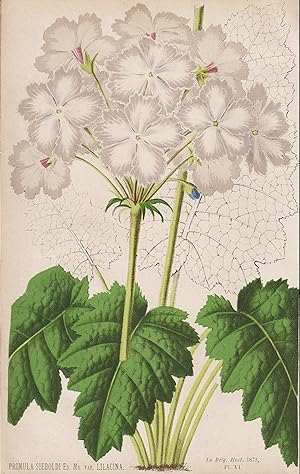 "Primula Sieboldi Lilancina" - primrose auricula Aurikel Primel / Japan / flower Blume Blumen flo...
