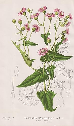 "Mocharia Pinnatifida" - Chile / flower Blume Blumen flowers / botanical Botanik Botany