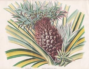 "Ananas Porteana" - Ananas pineapple / Obst fruit / Blume flower Blumen flowers / Pflanze plant /...