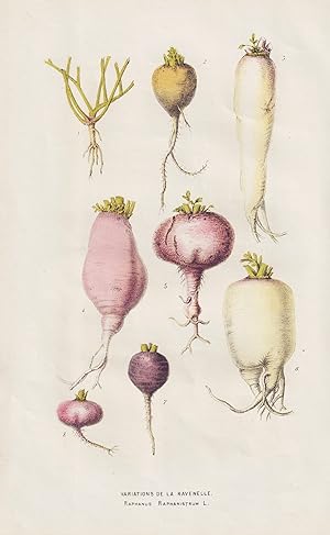 "Variations de la Ravenelle" - Rettich radish Raphanus white charlock / Gemüse vegetables / Blume...