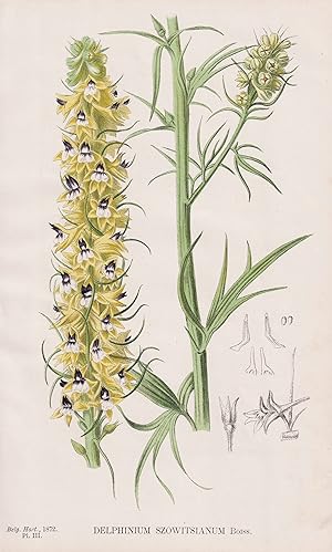 "Delphinium Szowitsianum" - larkspur Rittersporne / flower Blume Blumen flower / botanical Botani...