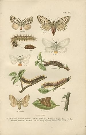 Seller image for Ntzliche und schdliche Insekten im Walde. Nach der Natur gezeichnet. for sale by Schsisches Auktionshaus & Antiquariat