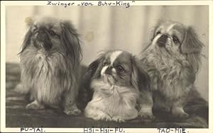 Foto Drei Hunde, Pekingese, Tierporträt