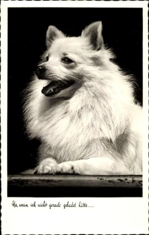 Ansichtskarte / Postkarte Weißer Hund, Spitz, Tierporträt