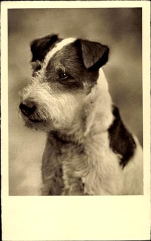Foto Ansichtskarte / Postkarte Terrier, Tierporträt