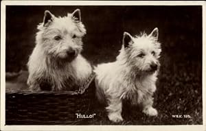 Ansichtskarte / Postkarte Zwei weiße Terrier, Tierporträt
