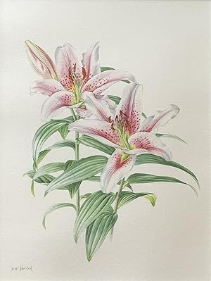 Siriol Sherlock 'STARGAZER' LILY [watercolour]