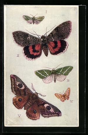 Bild des Verkufers fr Ansichtskarte British Moths: Forester, Red Undwerwing, Emperor, Schmetterlinge zum Verkauf von Bartko-Reher