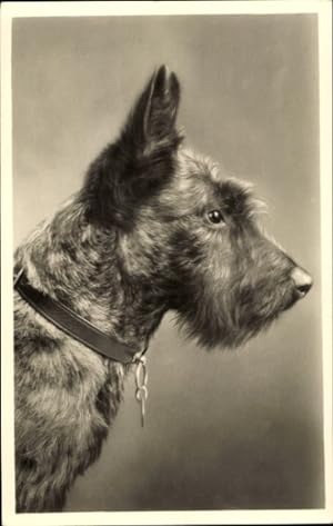Foto Ansichtskarte / Postkarte Portrait eines Terriers, Hundeschnauze, Halsband, Spitze Ohren